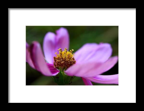 Cosmos Flower Framed Print featuring the photograph Heart Of Solitude by Michael Eingle