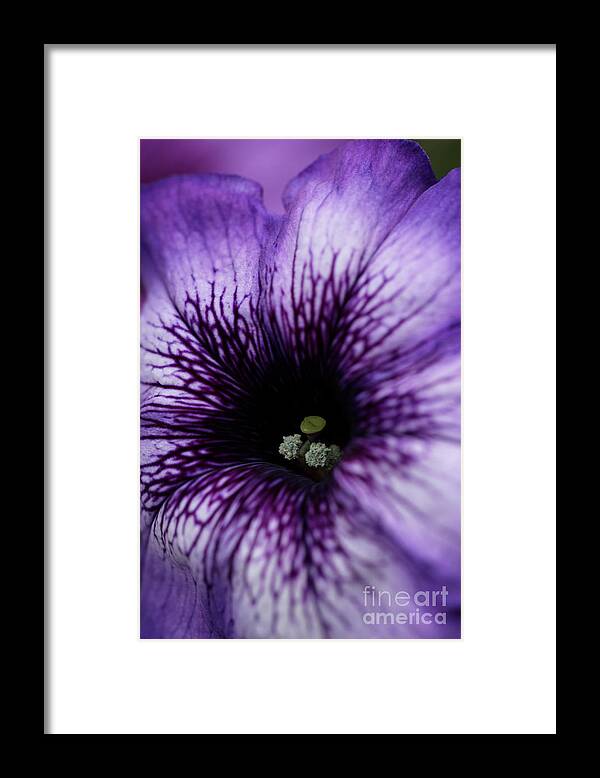 Petunia Framed Print featuring the photograph Heart of the Purple Petunia by Sarah Schroder