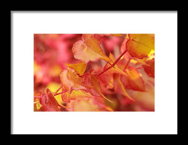 Coral Framed Print featuring the photograph Hearts A Flutter by Connie Handscomb