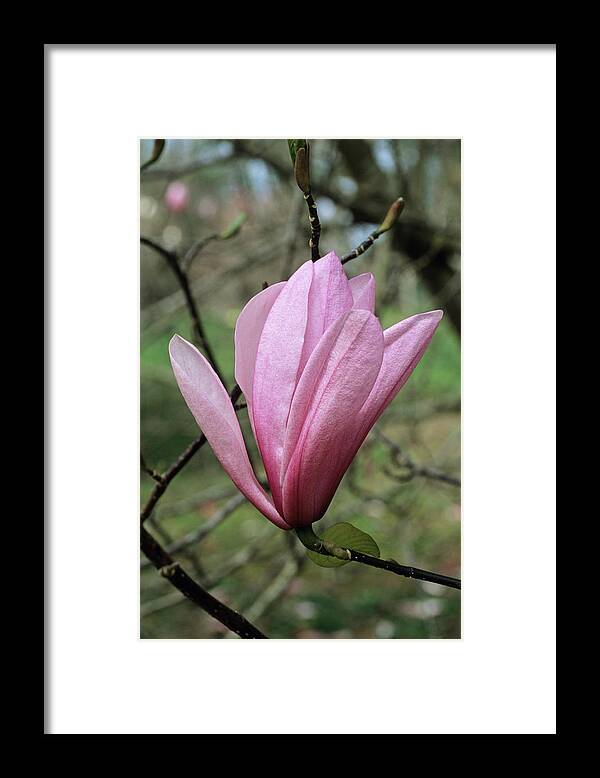 Magnolia Sp. Framed Print featuring the photograph Heaven Scent Magnolia Flower by Adrian Thomas/science Photo Library