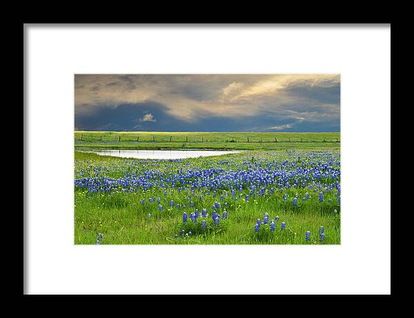 Blue Framed Print featuring the photograph Heavenly Blues by Lynn Bauer