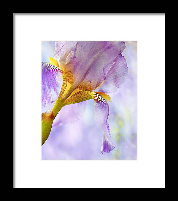 Floral Framed Print featuring the photograph Heavenly Iris 2 by Theresa Tahara