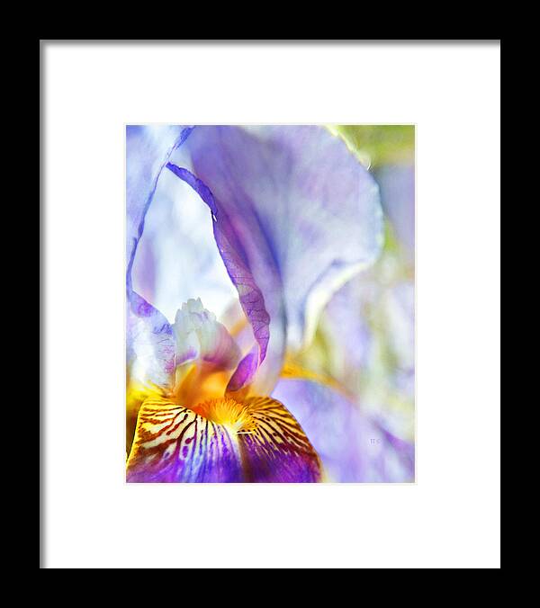 Iris Framed Print featuring the photograph Heavenly Iris by Theresa Tahara