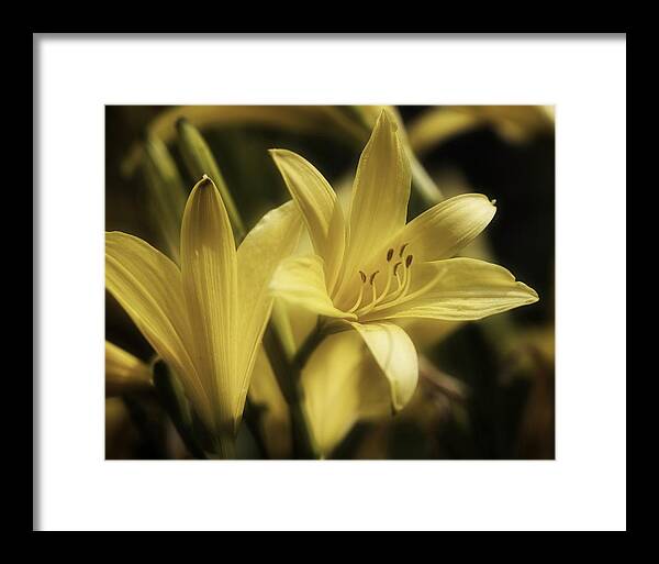 Yellow Lily Framed Print featuring the photograph Heavenly Lily 2 by Richard Cummings
