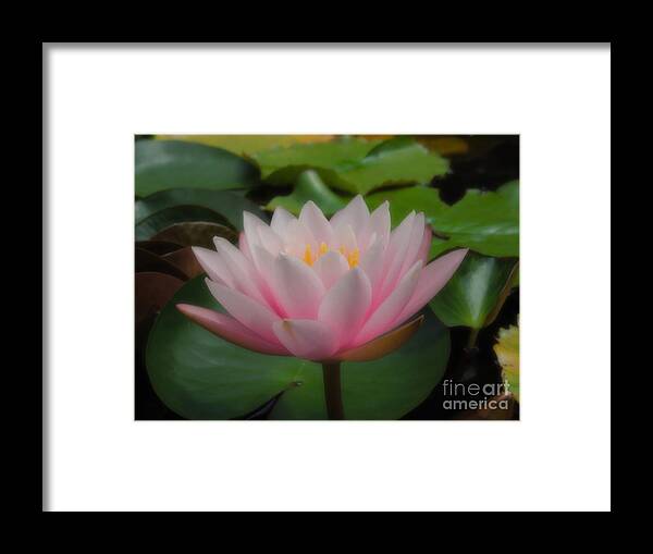 Water Lily Framed Print featuring the photograph Heavenly Pink by Chad and Stacey Hall