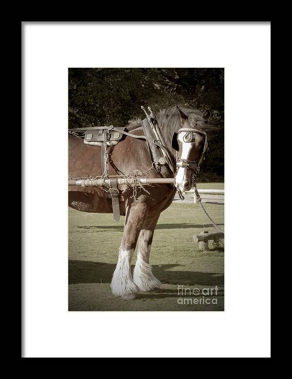 Shire Horse Framed Print featuring the photograph Vintage Heavy Horse by Terri Waters