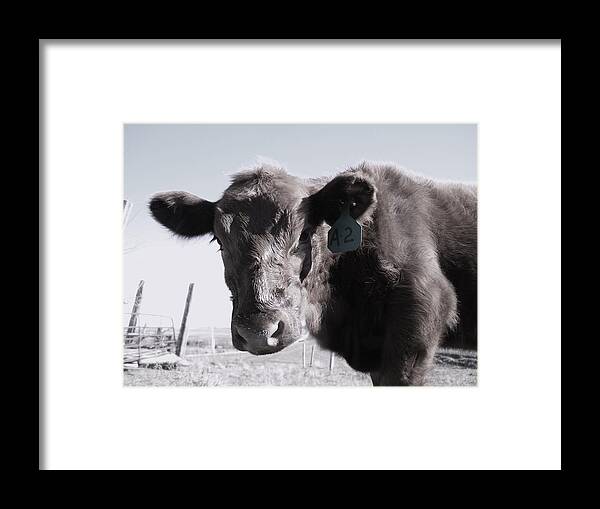 Cows Framed Print featuring the photograph Heifer by J L Zarek