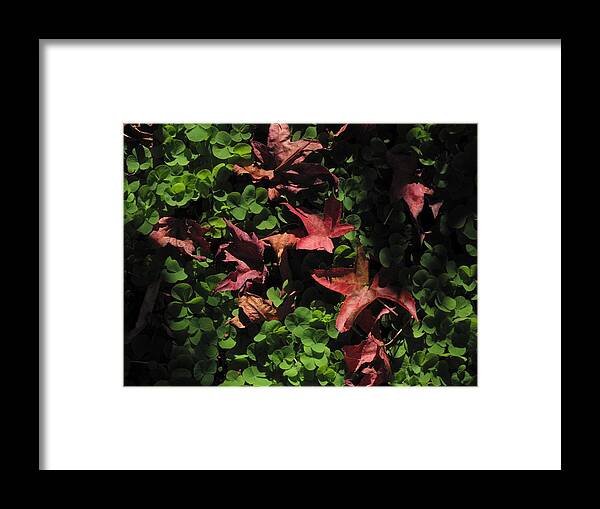 Leaves Framed Print featuring the photograph Heightened Awareness by Derek Dean