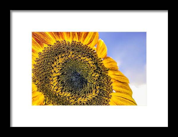 Agriculture Framed Print featuring the photograph Helianthus by Traveler's Pics