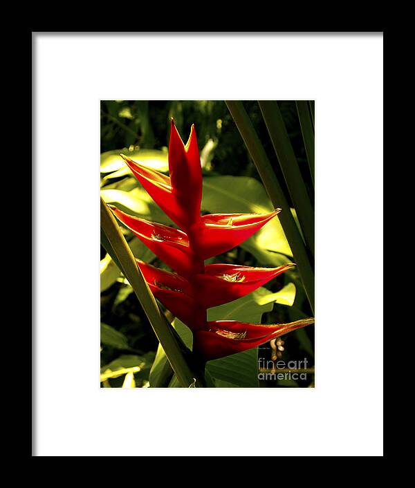 Fine Art Photography Framed Print featuring the photograph Heliconia II by Patricia Griffin Brett