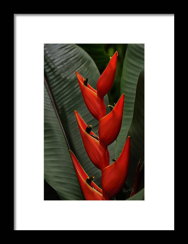 Penny Lisowski Framed Print featuring the photograph Heliconia by Penny Lisowski