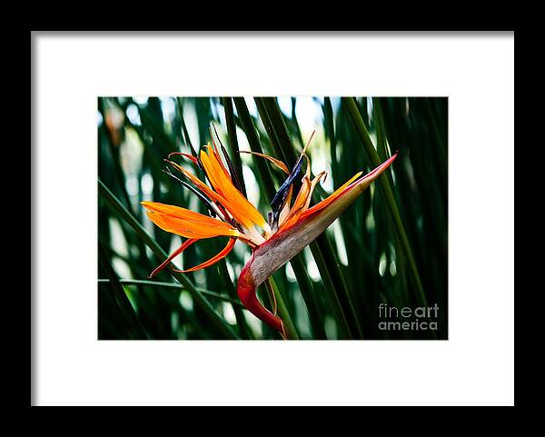 Heliconia Framed Print featuring the painting Heliconia by Shijun Munns