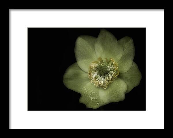 Hellebores Framed Print featuring the photograph Hellebores Romantica by Richard Cummings