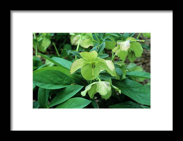 Hellebore Framed Print featuring the photograph Helleborus 'lenten Rose' Flower by Sally Mccrae Kuyper/science Photo Library