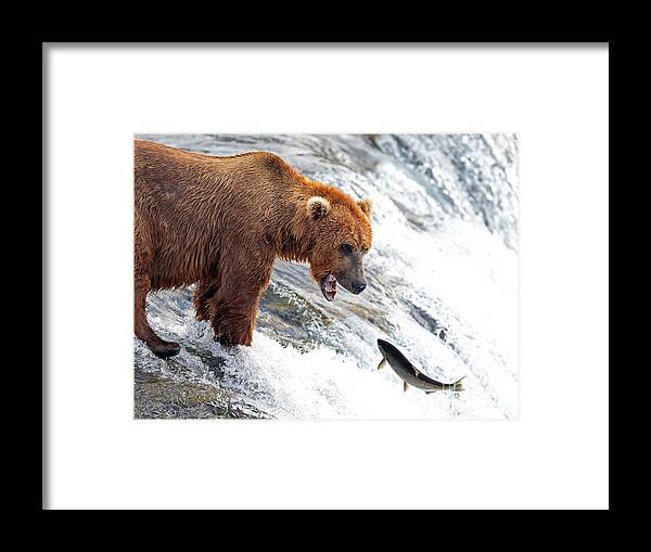 Salmon Framed Print featuring the photograph Hello by Bill Singleton