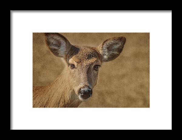 Deer Framed Print featuring the photograph Hello by Cathy Kovarik