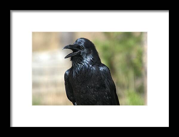 Raven Framed Print featuring the photograph Hello. Welcome by Frank Madia