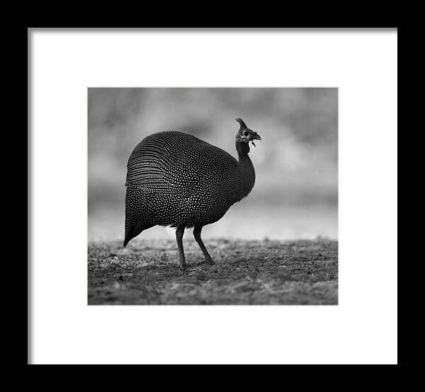 Guinea Framed Print featuring the photograph Helmeted Guineafowl by Bruce J Robinson