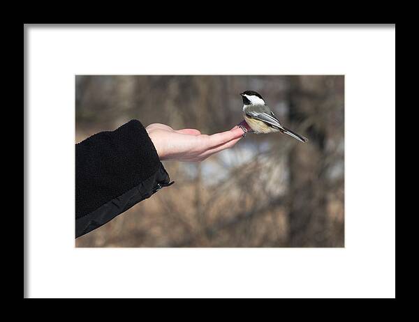 Chickadee Framed Print featuring the photograph Helping Hand by Cheryl Cencich