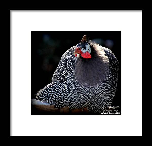 Birds Framed Print featuring the photograph Henreittas Cold by Rabiah Seminole