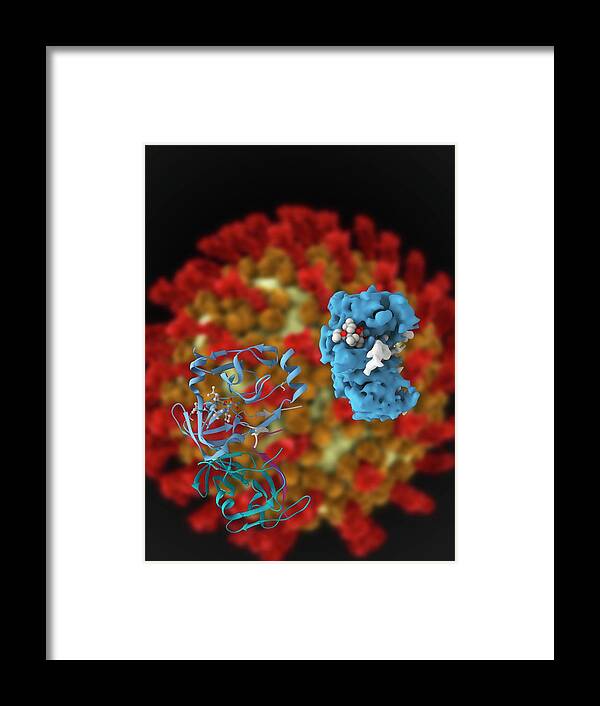 Ns3-4a Framed Print featuring the photograph Hepatitis C Viral Protease Molecule by Ramon Andrade 3dciencia/science Photo Library