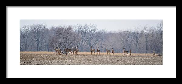 Deer Framed Print featuring the photograph Herd Mentality by Bonfire Photography