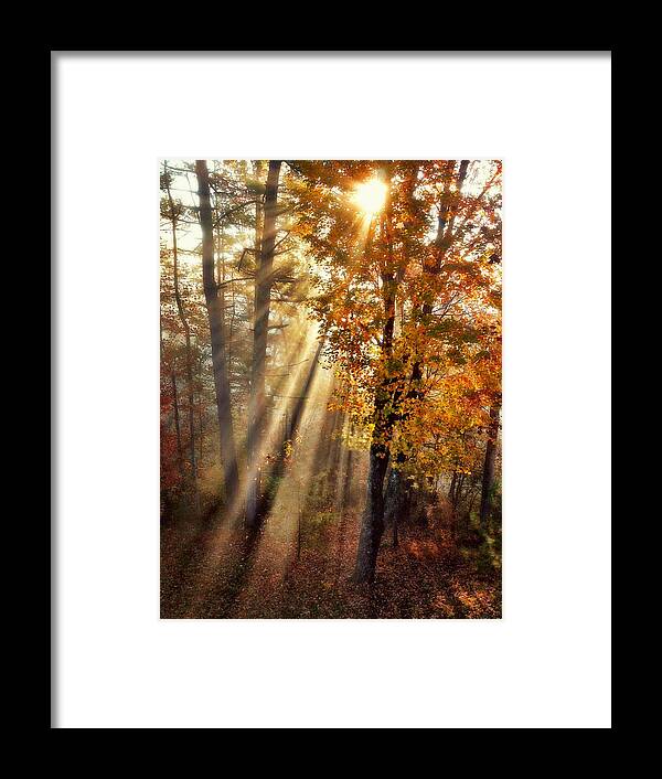 Trees Framed Print featuring the photograph Here Comes the Sun by Paul Cutright