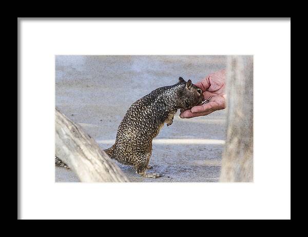 Squirrel Framed Print featuring the digital art Here Ya Go by Photographic Art by Russel Ray Photos