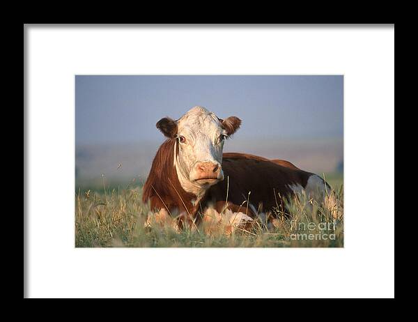 Fauna Framed Print featuring the photograph Hereford Cow by Alan and Sandy Carey