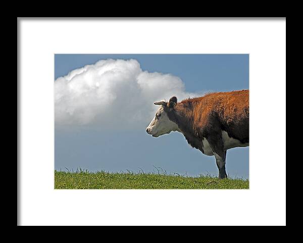 Hereford Framed Print featuring the photograph Hereford cow by Dennis Cox