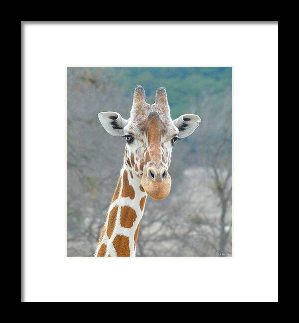 Giraffe Framed Print featuring the photograph Here's Lookin' at You by Dyle  Warren