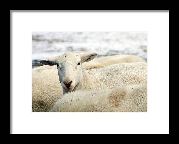 Here's Lookin At You Framed Print featuring the photograph Here's lookin at you by Photographic Arts And Design Studio