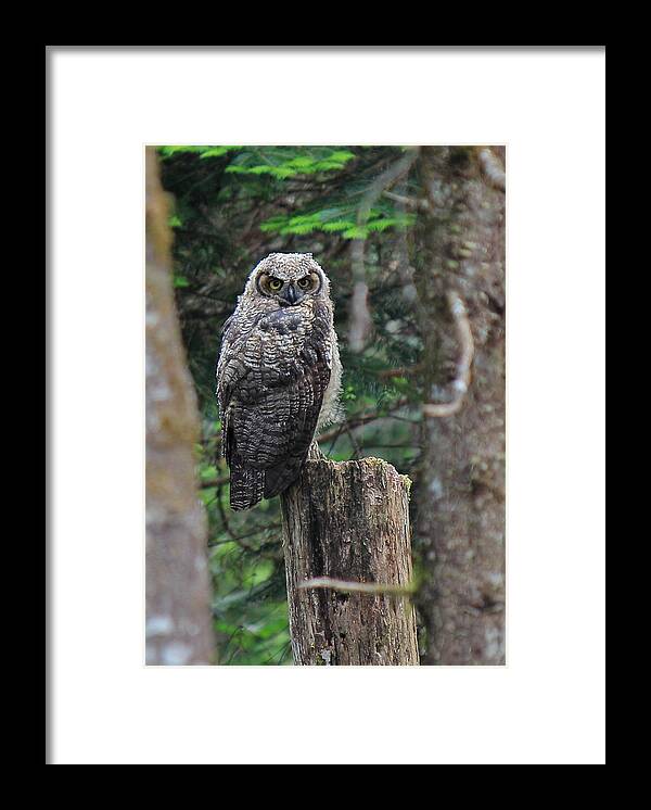 Owl Framed Print featuring the photograph Here's Looking At You by Randy Hall
