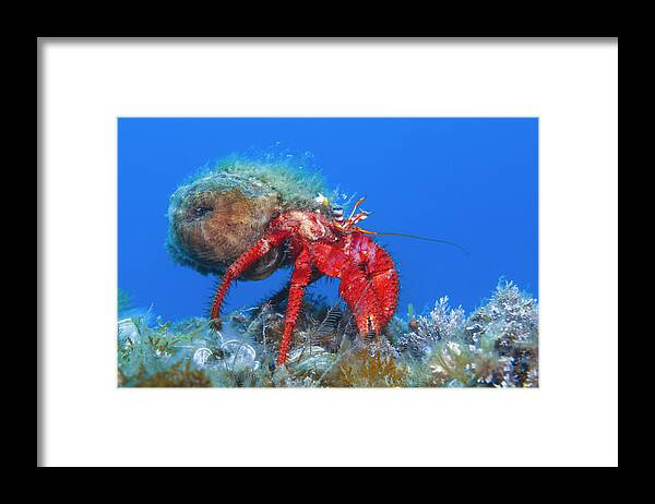 Underwater Framed Print featuring the photograph Hermit Crab by Raimundo Fernandez Diez