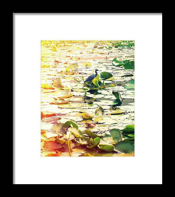 Florida Framed Print featuring the photograph Heron Among Lillies Photography Light Leaks by Chris Andruskiewicz