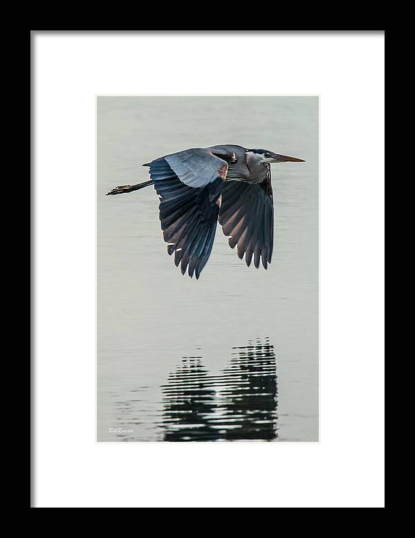 Moss Landing Framed Print featuring the photograph Heron On the Wing by Bill Roberts