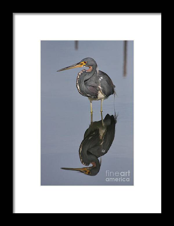 Heron Framed Print featuring the photograph Heron Reflections by Jayne Carney