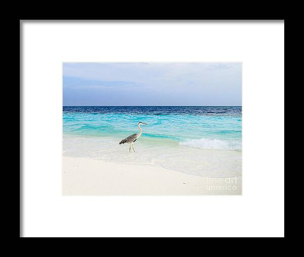 Animal Framed Print featuring the photograph Heron Takes A Walk At The Beach by Hannes Cmarits