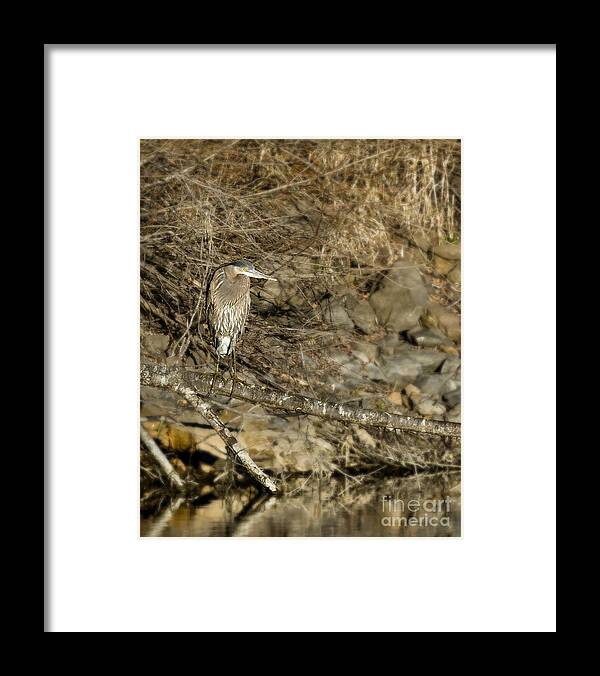 Heron Framed Print featuring the photograph Heron's Winter's Watch by Belinda Greb