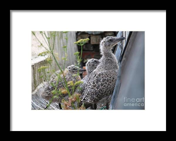 Herring Framed Print featuring the photograph Herring Gull chicks by David Fowler