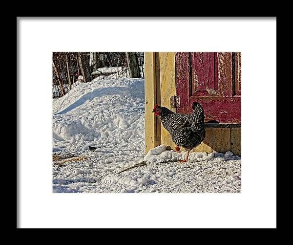 Bird Framed Print featuring the photograph Hey Are You Eating My Scratch by Denise Romano