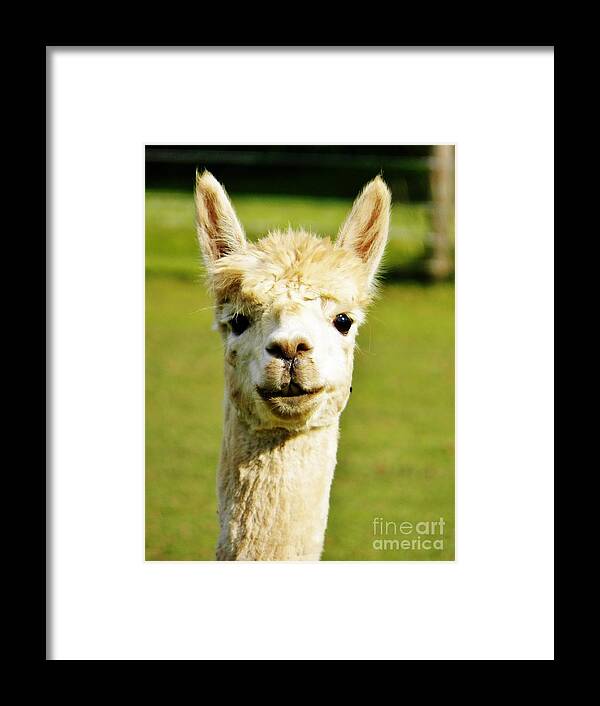 Alpaca Framed Print featuring the photograph Hey Whats Up by Judy Via-Wolff