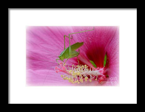 Hibiscus Framed Print featuring the photograph Hibiscus and Friend by Lila Fisher-Wenzel