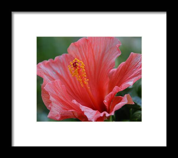 Hibiscus Framed Print featuring the photograph Hibiscus Beauty by Linda Bailey