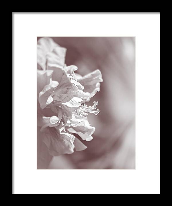 Hibiscus Framed Print featuring the photograph Hibiscus In Sunlight by Carolyn Marshall