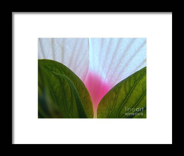 Hibiscus Framed Print featuring the photograph Hibiscus Landscape 1 by Judy Via-Wolff