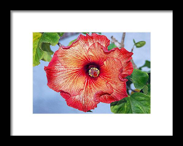 Hibiscus Framed Print featuring the photograph Hibiscus - Mahogany Star Flower by Donna Proctor
