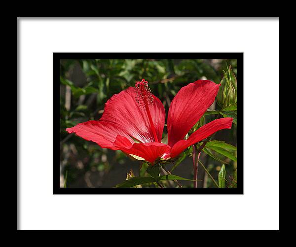 Red Framed Print featuring the photograph Hibiscus My Valentine by M Three Photos