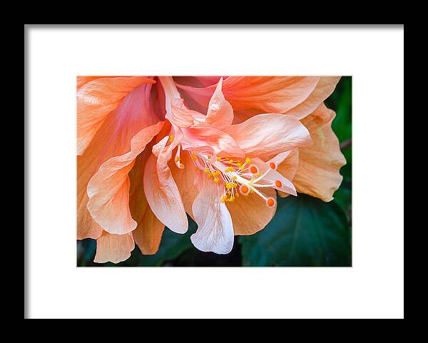 Hibiscus Framed Print featuring the photograph Hibiscus No. 9931 by Georgette Grossman