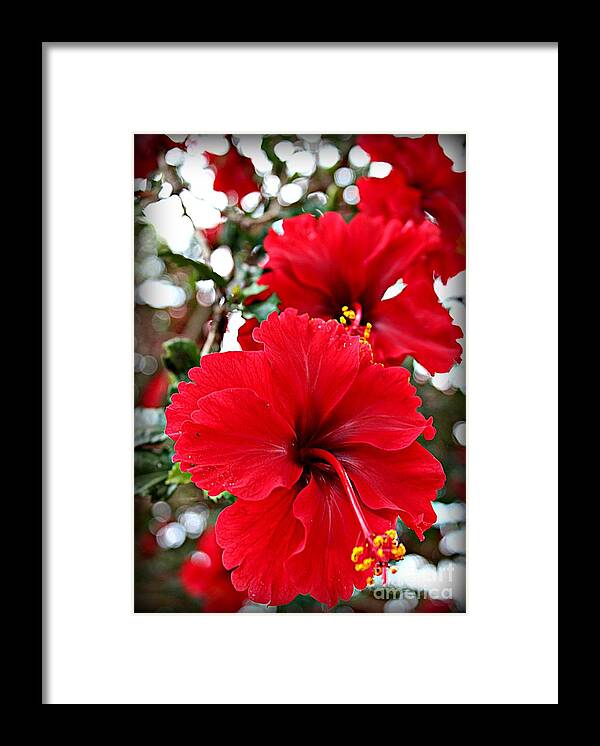 Hibiscus Flowers Framed Print featuring the photograph Hibiscus Perspective by Clare Bevan